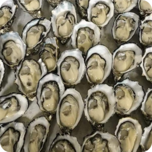 NZ Oysters ½ Shell 1 Dozen