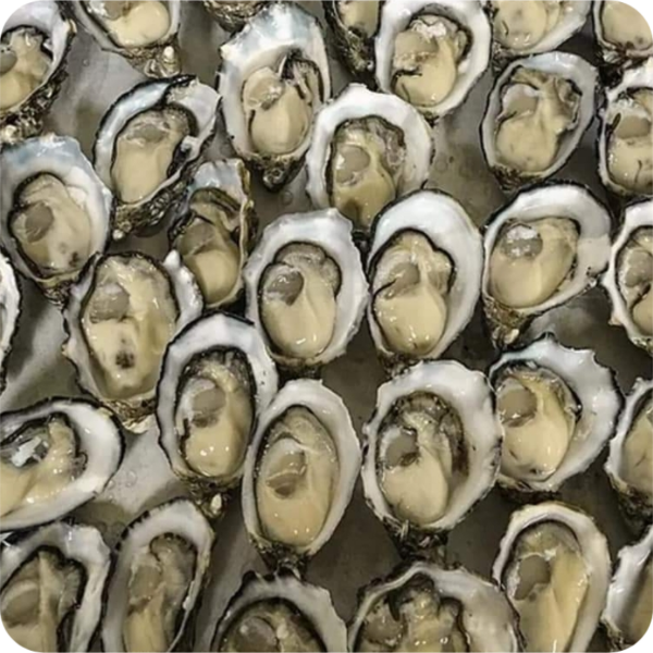 NZ Oysters ½ Shell 1 Dozen