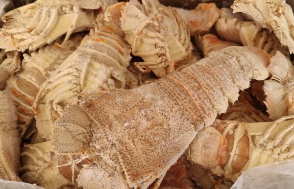 Raw Moreton Bay Bugs