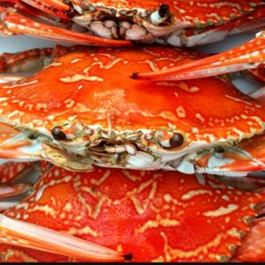 Blue Swimmer/Sand crabs Whole Cooked Kg