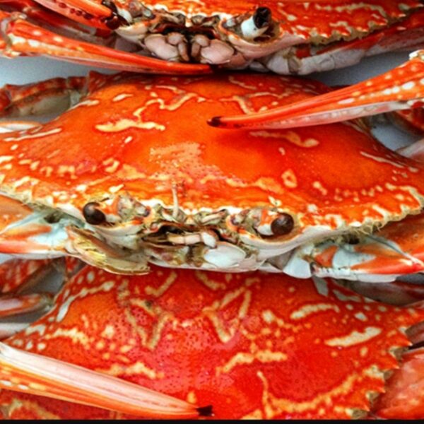 Blue Swimmer/Sand crabs Whole Cooked Kg