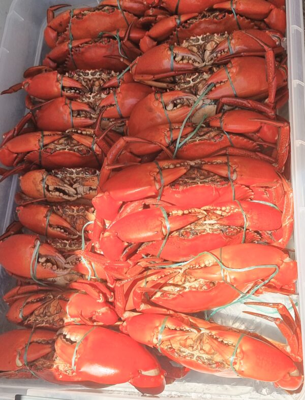 Stanage Bay Cooked Mud Crabs
