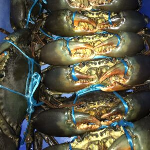 Stanage Bay Mud Crabs Live / Green