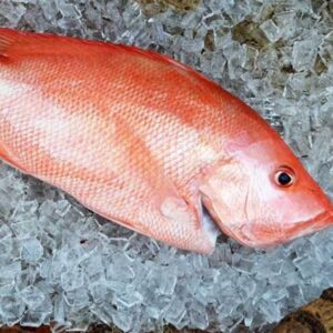 Large Mouth Nannygai Fillets