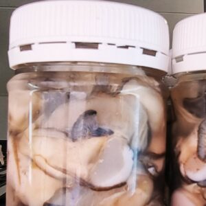 Large Bottled Coffin Bay Oysters FRESH