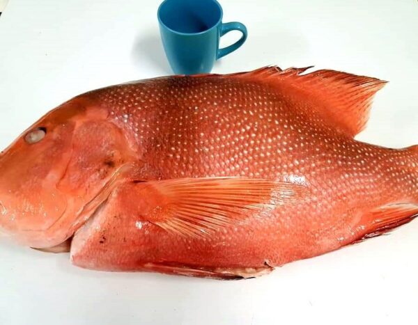 Whole Red Emperor