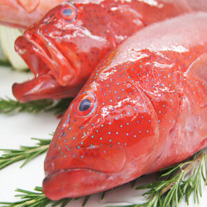Coral Trout Fillets 1kg