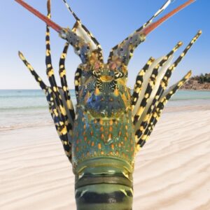 Tropical Crayfish