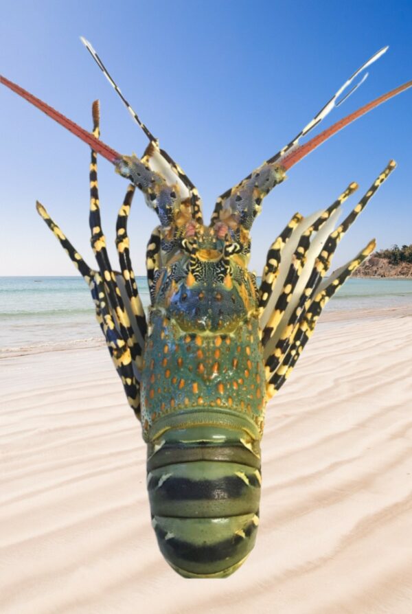 Tropical Crayfish 800/1KG EACH